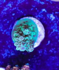 Wysiwyg Acropora Frag [F179]