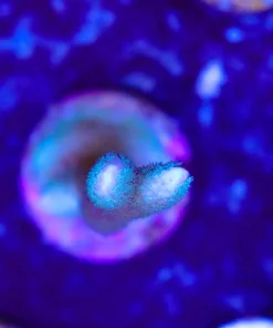 Wysiwyg Blue Montipora Digitata Frag [F186]