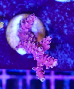 Wysiwyg Acropora Frag [F191]