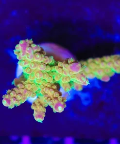 Wysiwyg Reef Raft Rainbow Loom Acropora Frag  [F198]