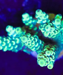 Wysiwyg Large Xmen Acropora Frag [F199]