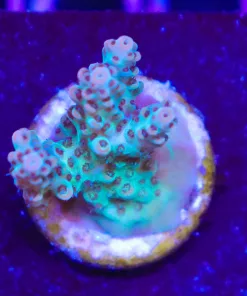 Wysiwyg Acropora Frag [F202]