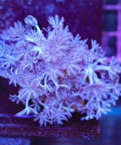 Large Xenia Coral Frag (C150)