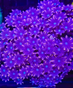 Wysiwyg Large Clove Polyp Colony (C50)