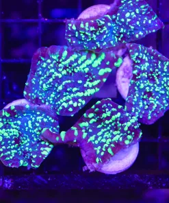 Large UFO Chalice Frag (C51)