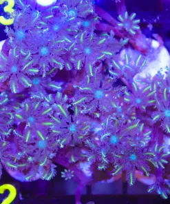 Clove Polyp Frag (C52)