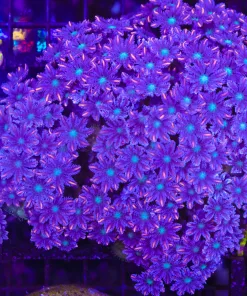 Wysiwyg Massive Clove Polyp Coral Colony (C64)