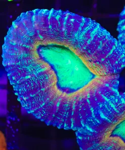 Uniqe Lobo Coral (C110)