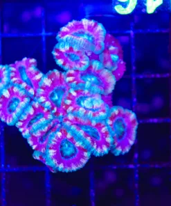 Wysiwyg Pink Acan Coral Colony (C116) *Free shipping ! No Minimimum livestock spend*