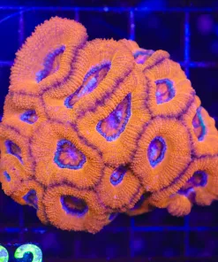 Wysiwyg Acan Coral Colony (C122) *Free shipping ! No Minimimum livestock spend*