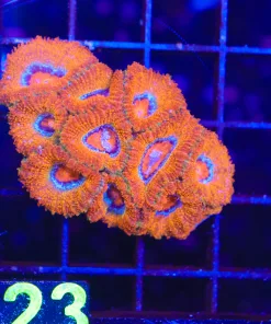 Wysiwyg Acan Coral Colony (C123) *Free shipping ! No Minimimum livestock spend*