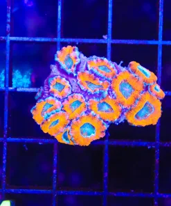 Wysiwyg Acan Coral Colony (C124) * not doing so well - save me price*