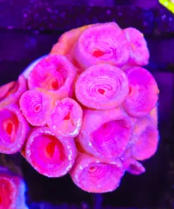Sun Coral Large Frag (C39)
