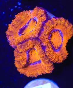 Supreme Orange Acan Coral Frag (Row #64)
