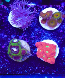 WYsiwyg 8 Piece Coral Frag Pack (FP2) *Max frag pack per order*