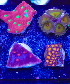 WYsiwyg 8 Piece Coral Frag Pack (FP4) *Max frag pack per order*