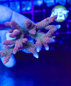 WYsiwyg Acropora Millepora Colony AC13 *Free shipping no minimum live stock spend*
