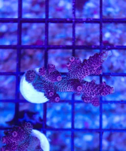 Purple Goblin Millepora Frag (Row A2:B)