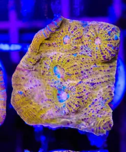 Orange Sherbert Chalice Coral Frag (Fragoon)