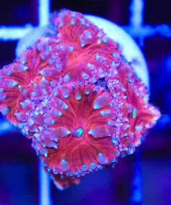 Cherry Pie Blastomussa Frag (Fragoon)