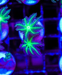 Glowing UFO Clove Polyp Frag (Row #62:B)