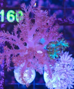 Wysiwyg Easy Coral Combo Pack (C159) Blue Leather x Large Kenay Tree x Large Pulsing Xenia