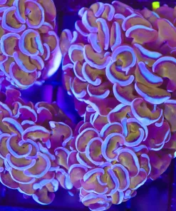 Golden Bluee Hammer Coral Frag (C31)