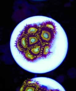 Wolverine Zoa Frag (Row #25:B)