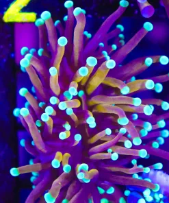 Wysiwyg Globe Trotter Torch Frag (1 Head) (C1)