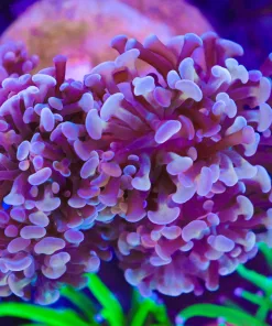 Wysiwyg Hammer Coral Colony (C10)