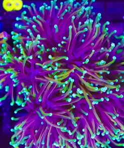 Wysiwyg Large Dragon Soul Torch Colony (C8)