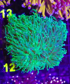 Wysiwyg Large Torch Colony (C12)