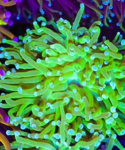 Wysiwyg Golden Lime Torch Coral  (C14)