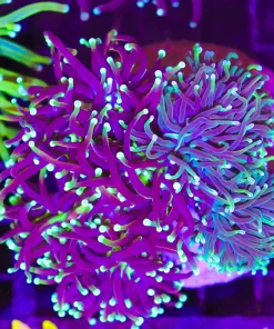 Wysiwyg 2 for 1 Combo Torch Colony (C15)