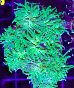 Wysiwyg Torch Colony (C16)