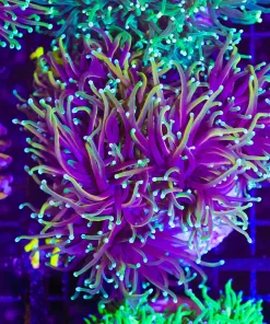 Wysiwyg Large Dragon Soul Torch Colony (C17)