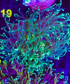 Wysiwyg Torch Colony (C18)