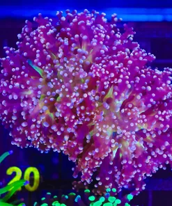 Wysiwyg Large Golden Octospawn (C20)