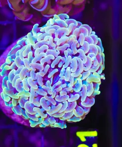 Wysiwyg Unique Hammer Coral (C21)