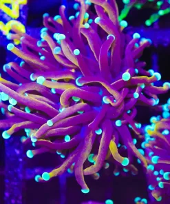 WYsiwyg New York Knicks Torch Coral (C23)