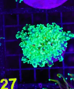 Wysiwyg Electric Frogspawn Coral (C27)