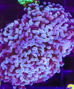 Wysiwyg Hammer Colony (C29)