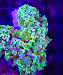 Wysiwyg Hammer Coral (C41)