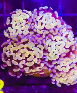 Wysiwyg Golden Hammer Colony  (C42)