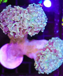 Wysiwyg Hammer Colony (C43)