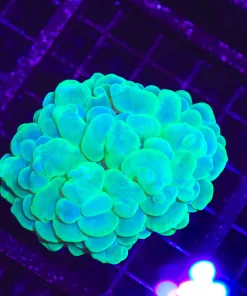 Wysiwyg Large Bubble Coral (C47)