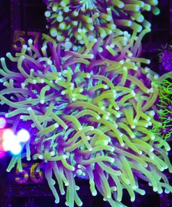 Wysiwyg Long Tentacle Plate Coral (C56)