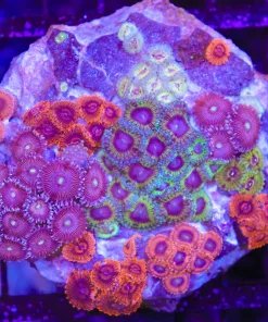 Wysiwy Crazy Zoanthid Combo Rock (C62)