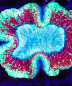 Wysiwyg Open Brain Coral (C63)