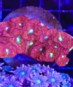 Wysiwy Blastomussa Clam (C65)